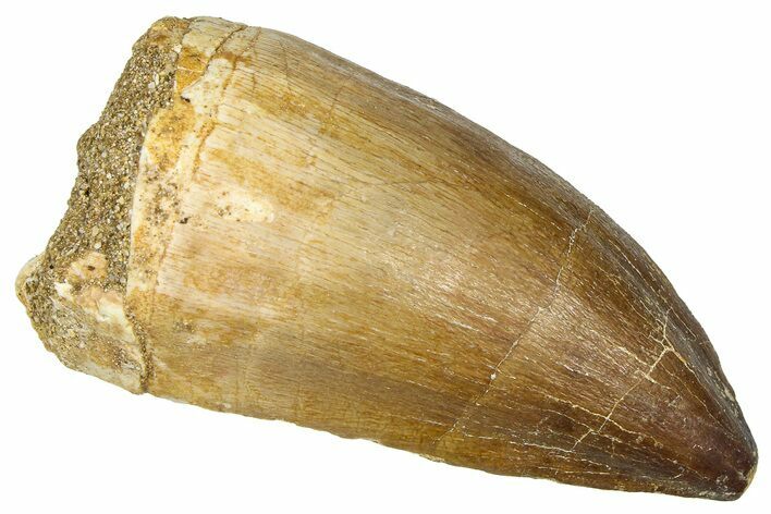 Fossil Mosasaur (Thalassotitan) Tooth - Morocco #374608
